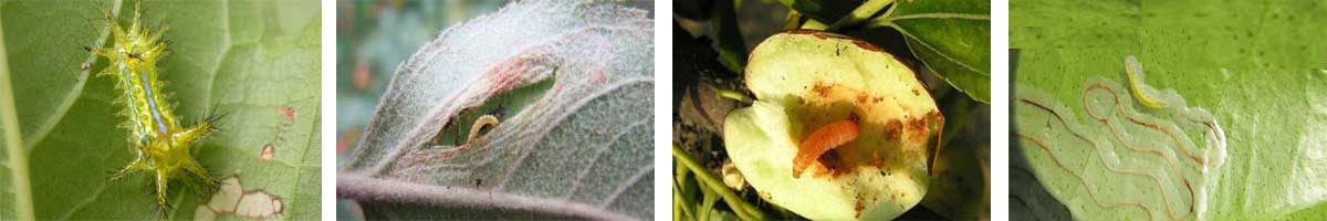 Permethrin 4张防治对象组图1200-200