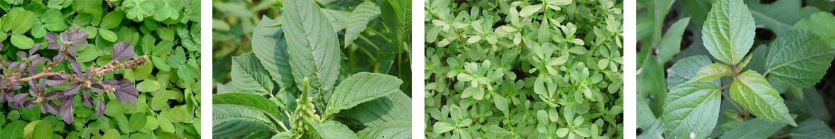 Ioxynil Octanoate4张防治对象组图1200-200