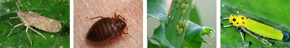 Isoprocarb4张防治对象组图1200-200