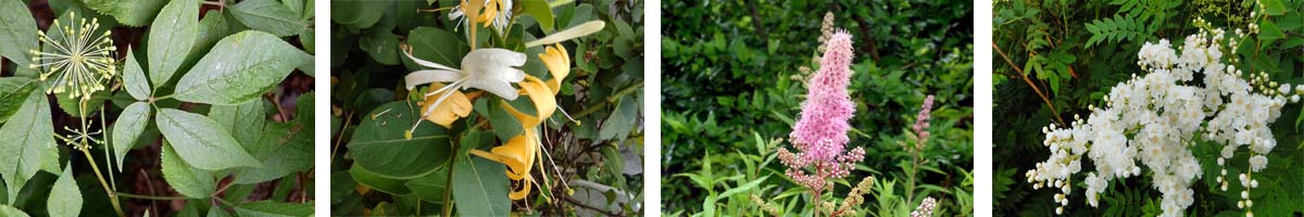 Hexazinone4张防治对象组图1200-200