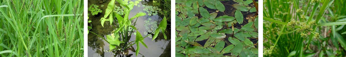 Azimsulfuron4张防治对象组图1200-200