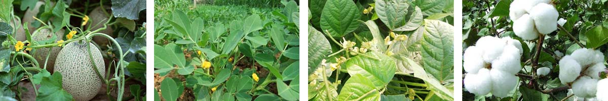 Thidiazuron4张防治对象组图1200-200