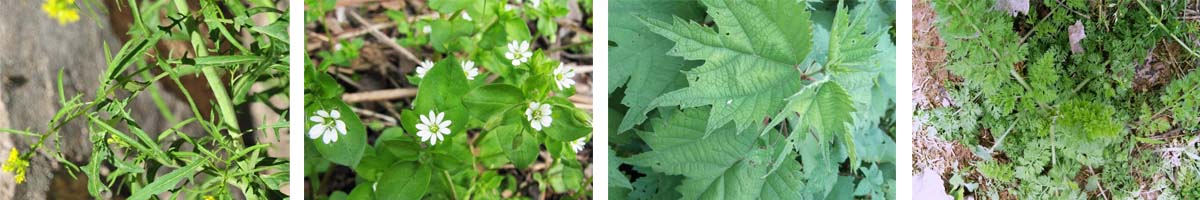 Diflufenican4张防治对象组图1200-200