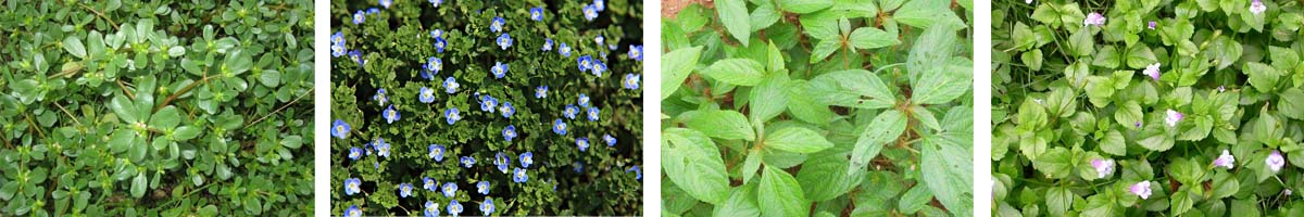 氟比洛芬 - 乙基4张防治对象组图1200-200