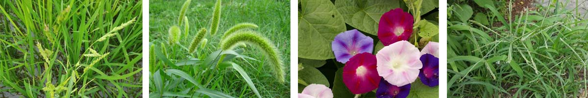 Thiobencarb4张防治对象组图1200-200