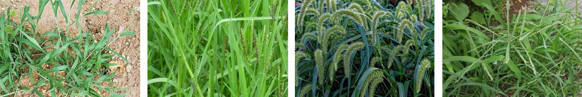 Topramezone4张防治对象组图1200-200