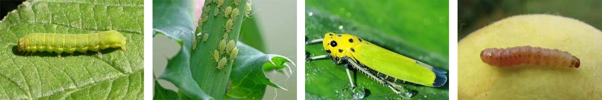 Tebufenozide4张防治对象组图1200-200