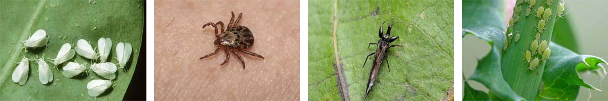 Nitenpyram4张防治对象组图1200-200