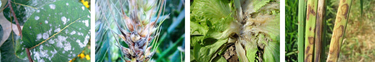 Dimethachlon4张防治对象组图1200-200