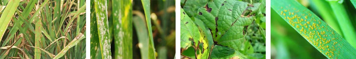 Triflumizole4张防治对象组图1200-200