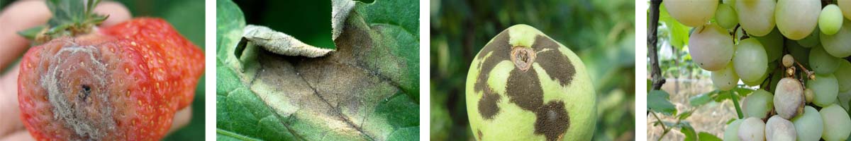 Thiram4张防治对象组图1200-200