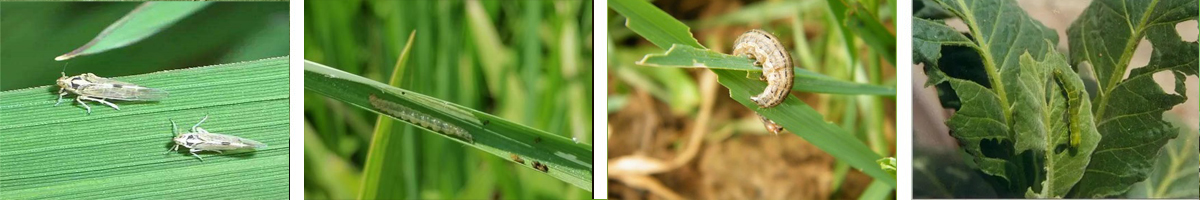 Acephate-4张防治对象组图