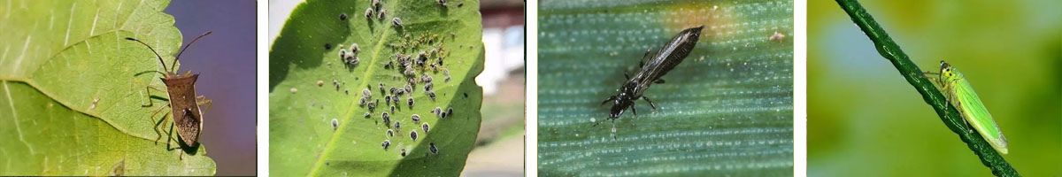 Carbosulfan-4张防治对象组图1200-200