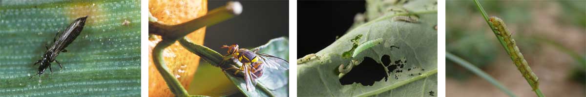 Spinosad 4张防治对象组图1200-200