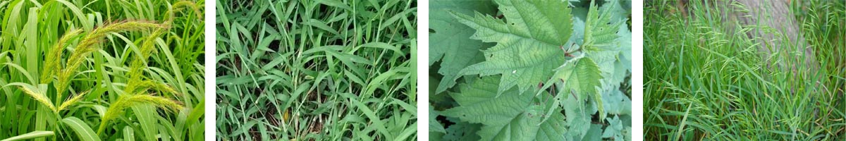 Metazachlor4张防治对象组图1200-200