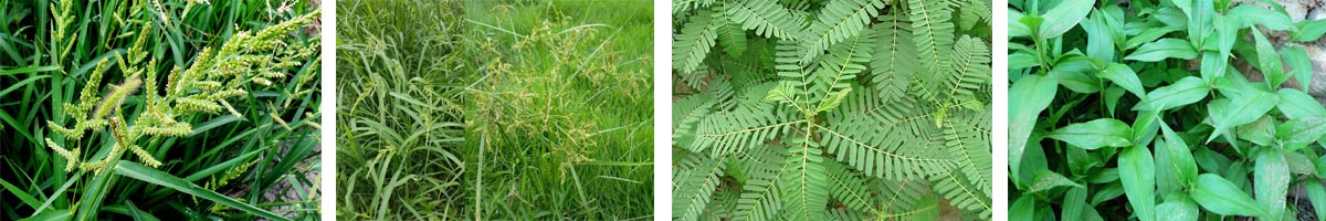 oxyfluorfen4张防治对象组图1200-200