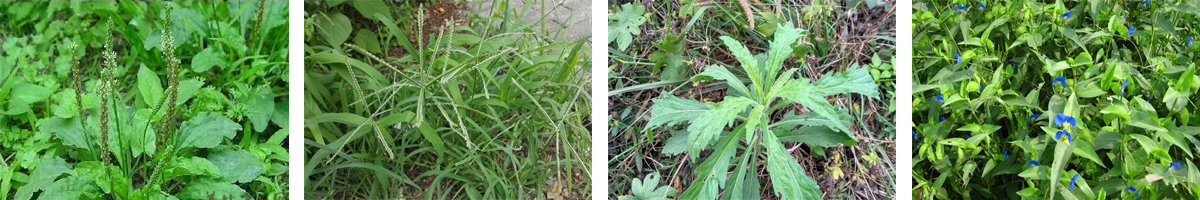 Glyphosate4张防治对象组图1200-200