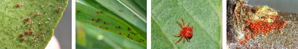 Cyhexatin4张防治对象组图1200-200