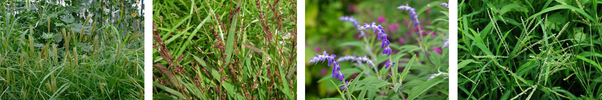 quizalofop-p-tefuryl4张防治对象组图1200-200