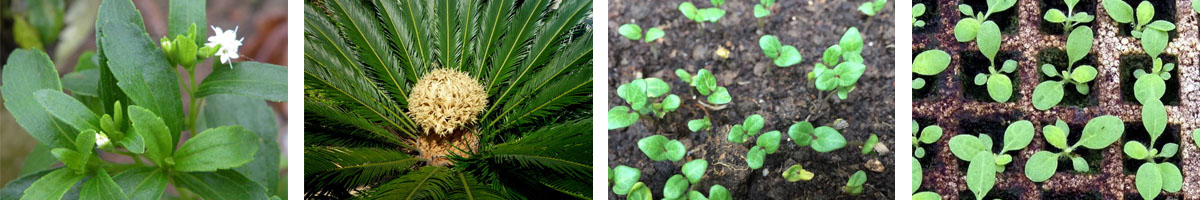 吉伯利酸4张防治对象组图1200-200