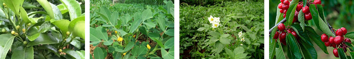 Paclobutrazol4张防治对象组图1200-200