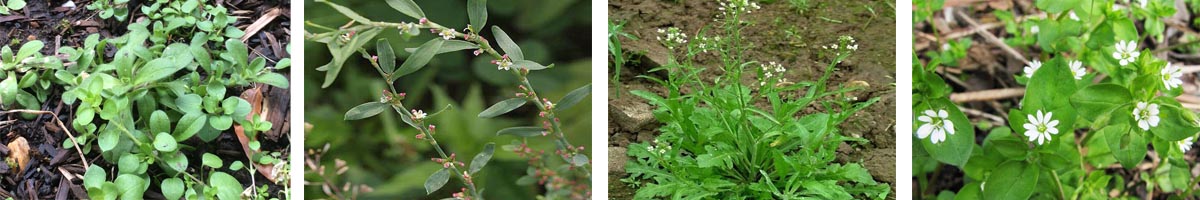 Ethametsulfuron4张防治对象组图1200-200